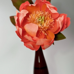 Charm peony