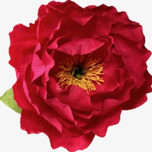Charm peony